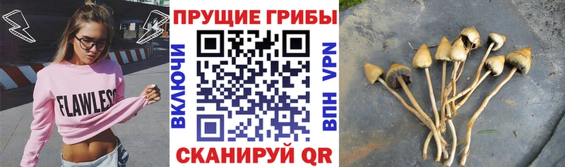 Псилоцибиновые грибы Psilocybine cubensis  где можно купить   Льгов 